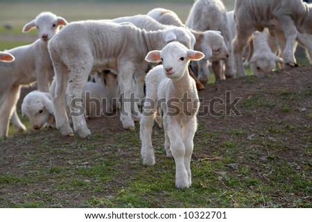 cute little lambs on a field in spring