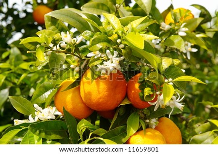 orange tree branch with fruits and flowers