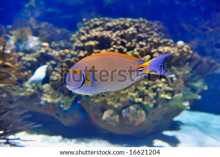 underwater image of reef and a tropical fish