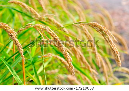 stock photo : closeup of rice plantation