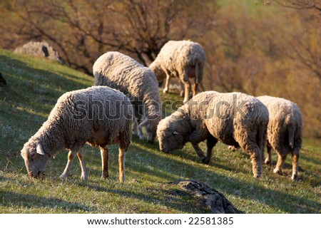 sheep on field at dusk