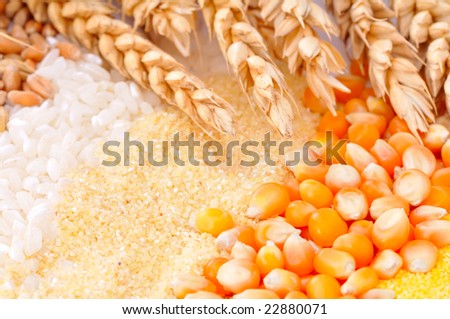 colorful cereal seeds and wheat ears