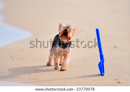 funny dog barking on the beach