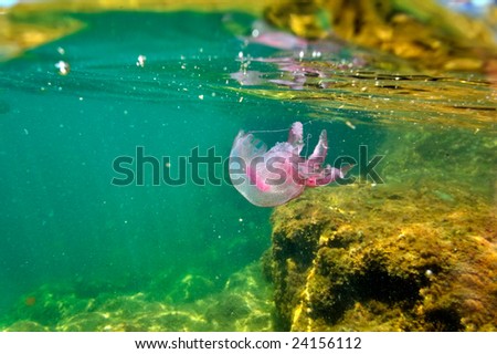 underwater image of jellyfish