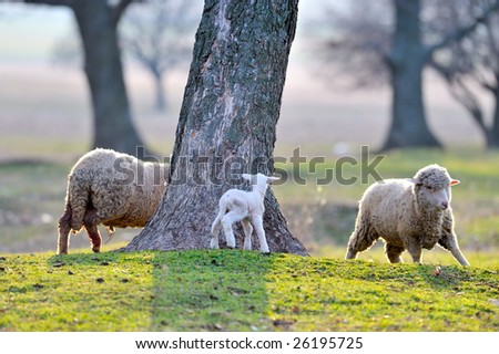 sheep with cute little lamb on field in spring