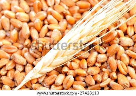 golden wheat ear and seeds