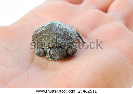 small turtle in human hand