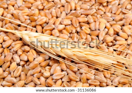 wheat ear and seeds