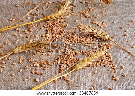 wheat ears and seeds on burlap background