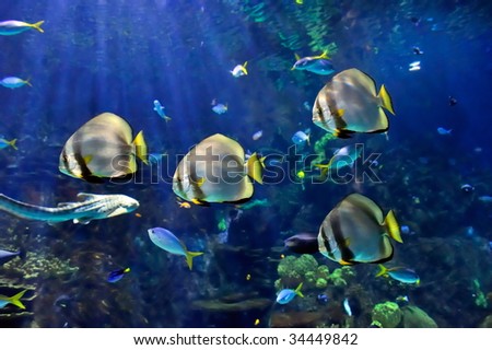 underwater image of tropical fishes