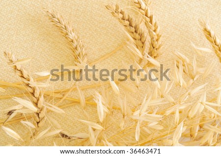 dried cereal plants