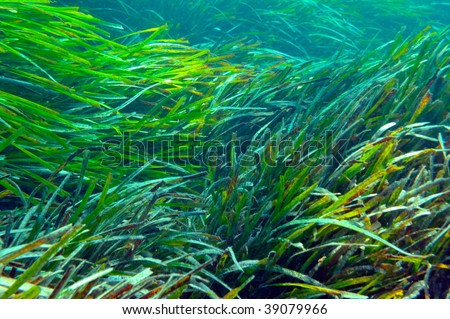 underwater image of aquatic plants and fishes