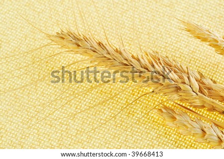 dried cereal plant against fabric background
