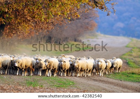sheep on field in autumn