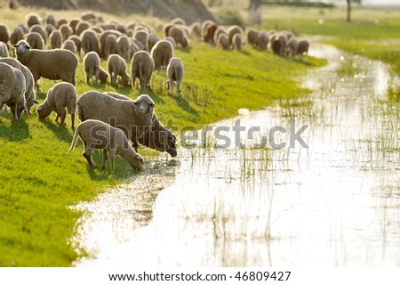 sheep on field in spring