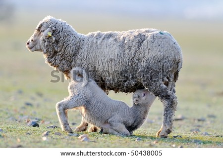 sheep with cute little lamb on field in spring