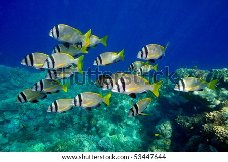 underwater image of tropical fishes (double bar bream - acanthopagrus bifasciatus)