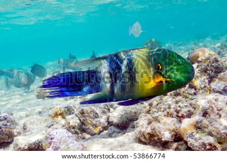 underwater image of tropical fish (broomtail wrasse - cheilinus lunulatus)