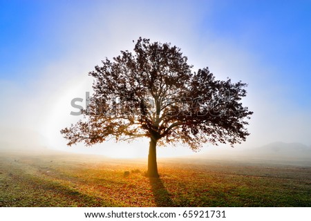 lonely tree on field at dawn