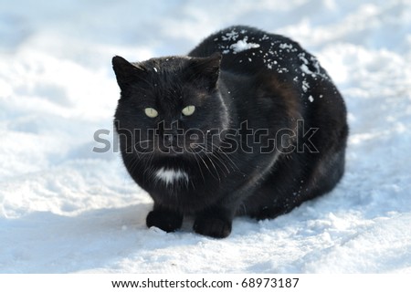 black cat outdoor in winter