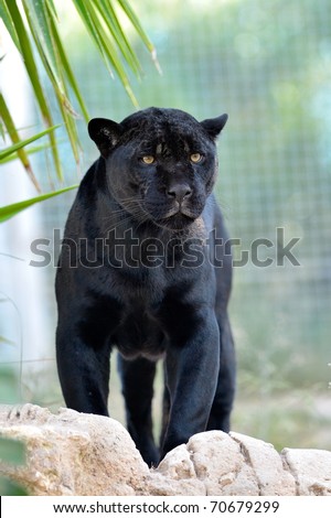 stock photo black jaguar