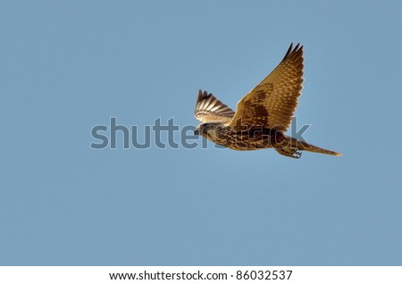 saker falcon flying (Falco cherrug)