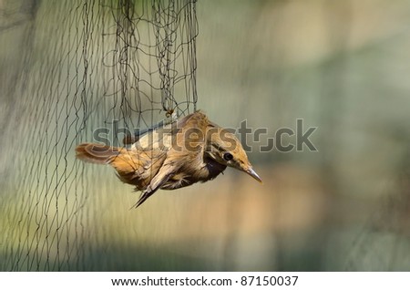little bird caught in the net