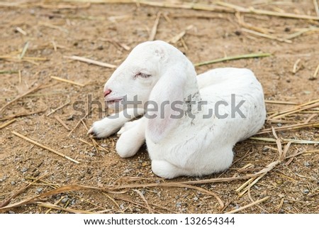 African white sheep laying on the ground and looking around, taken outdoor on a sunny afternoon
