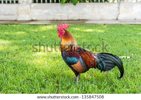 A Large Thai cock standing still looking for a fight, taken outdoor