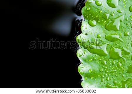 close up of rain drop on lotus leaf on the right side. This can be use for health and environment related design, also can act as a powerpoint background for health, well-being related business.
