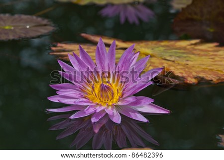 Purple water lily in a pond,can be use for health/wellness/spa related concept design