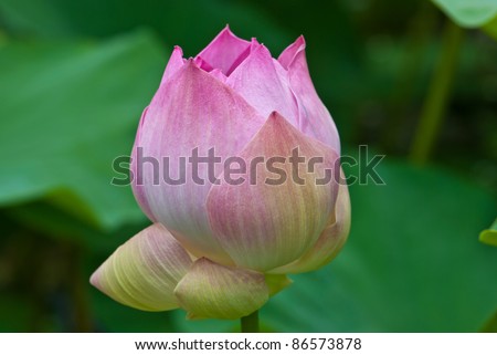 Pink water lily in a pond,can be use for health/wellness/spa related concept design and background of presentation.