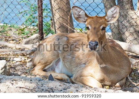 Wild eld or deer, taken in a sunny afternoon, can be use for various wild animal concepts and print outs.