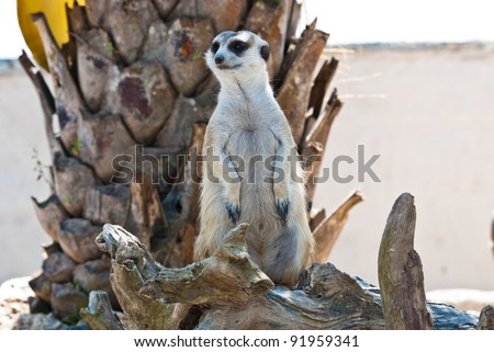 Meerkat with action, can be use for various animal related conceptual design and print outs. Taken on a sunny day.