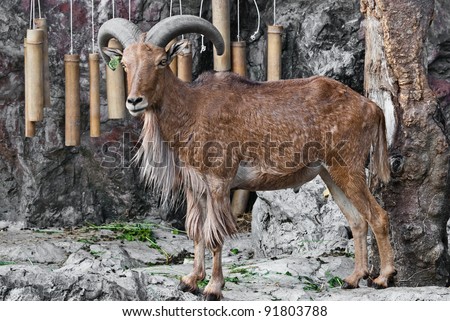Barbary sheep, taken on a sunny afternoon, useful for various wild animal concepts design and print outs.