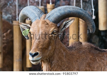 Barbary sheep, taken on a sunny afternoon, useful for various wild animal concepts design and print outs.