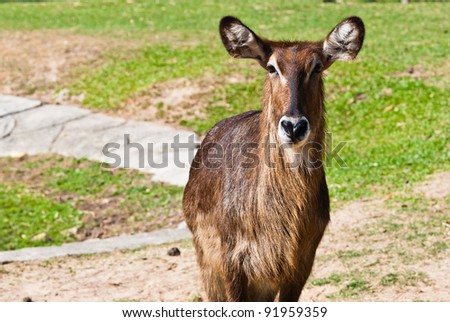 Wild antelope taken on a sunny afternoon, can be use for various wild animal design concept and print outs.
