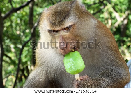 Funny monkey eating ice cream