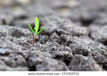 Close up of a plant sprouting from the ground