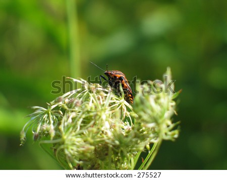 The small small insect sits on a grass.