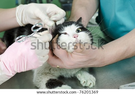 Wounded cat treated by veterinarians