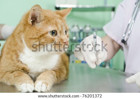 Lovely orange cat waiting for treatment at the vet