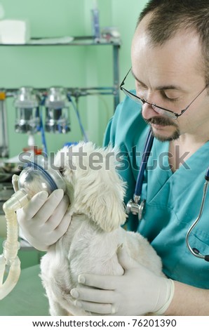 young doctor helping a dog with lung problems