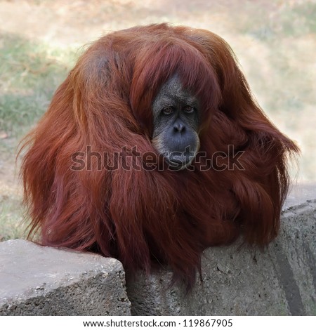 Orangutan in captivity in a zoo,looking in the distance