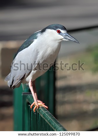 Black-crowned Night Heron (Nycticorax nycticorax) sitting on fence