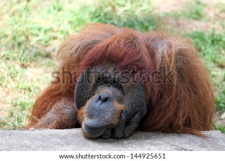 Orangutan in a zoo,looking in the distance