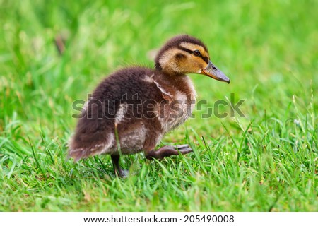 A Cute duckling resting in the grass after taking a swim