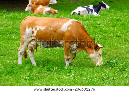 Cow grazing on a lovely green pasture