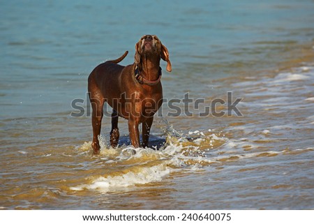 Weimaraner dog in water