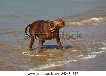 Weimaraner dog running out of water